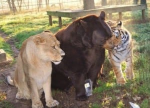 Big cats at Noah's Ark Animal Shelter